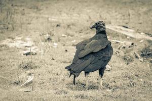 Tropical Black Vulture on Mangrove Pouso Beach Ilha Grande Brazil. photo