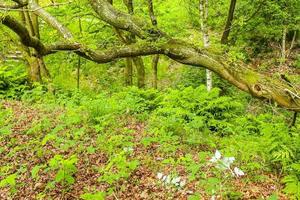 Funny grown oak tree branches from northern Germany. photo