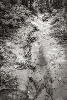 Hiking trail in natural tropical jungle forest Ilha Grande Brazil. photo