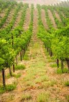 Beautiful Wine Grape Vineyard In The Morning Sun photo