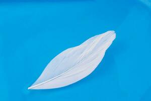 White color bird feather in water in blue  background photo