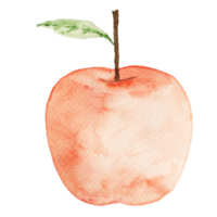 Red apple painted by watercolor Eco natural food fruit illustration isolated on translucent background png