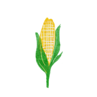 maíz de ilustración acuarela png