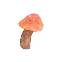 Pilz Aquarell ClipArt png