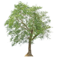 impostato di verde alberi collezione trasparente png