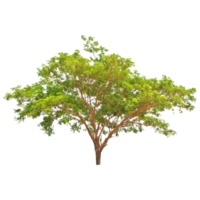 Set of Green trees collection transparent png