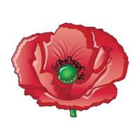 Farm poppy icon, cartoon style vector