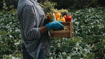 kvinna jordbrukare sugrör hatt innehav korg vegetabiliska lök tomat sallad gurka stående jordbruksmark leende kvinna agronom specialist jordbruk jordbruksnäringen Lycklig flicka klädd förkläde kultiverad vete fält video