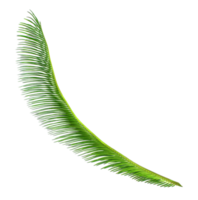 Green leaf of cycads tree on transparent background png file