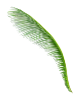 Green leaf of cycads tree on transparent background png file