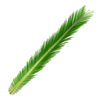 Green leaf of cycads tree on transparent background png file