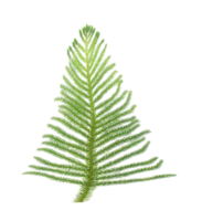 pine branch isolated on transparent background png file