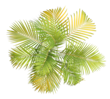 top view palm leaves tree isolated on transparent background png file