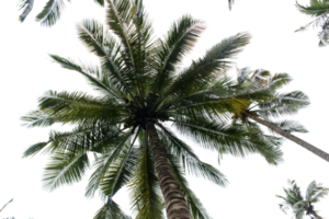 branch coconut palm tree leaves on transparent background png file