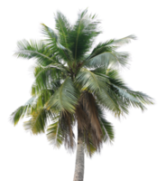branch coconut palm tree leaves on transparent background png file