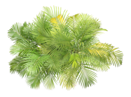 vista superior árbol de hojas de palma aislado en archivo png de fondo transparente