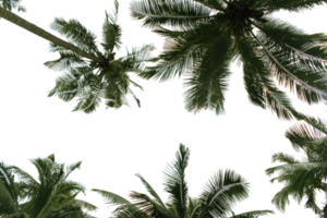 branch coconut palm tree leaves on transparent background png file