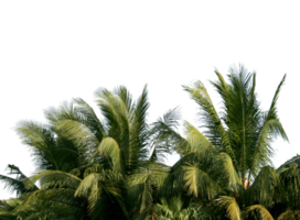 Afdeling kokosnoot palm boom bladeren Aan transparant achtergrond PNG het dossier