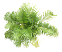 vista superior folhas de palmeira árvore isolada em arquivo png de fundo transparente
