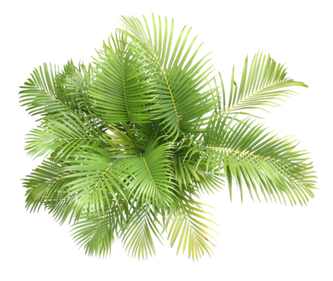 Plant Top View PNGs for Free Download