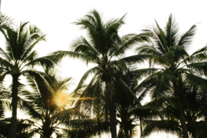 branch coconut palm tree leaves on transparent background png file