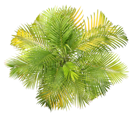 Plant Top View PNGs for Free Download