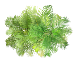 top view palm leaves tree isolated on transparent background png file