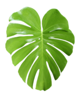 feuilles de monstera de la jungle tropicale, arbre à feuilles de fromage suisse isolé sur fond transparent fichier png