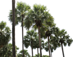 branch coconut palm tree leaves on transparent background png file