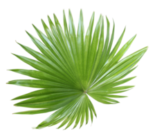 tropical nature green fan palm leaf on transparent background png file