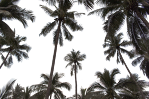 Ast Kokospalme Blätter auf transparentem Hintergrund Png-Datei png