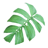 tropisk djungel monstera löv , swiss ost blad träd isolerat på transparent bakgrund png fil