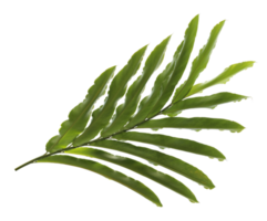 tropical nature green palm leaf on transparent backgound png file