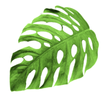 hojas de monstera de la selva tropical, árbol de hojas de queso suizo aislado en un archivo png de fondo transparente
