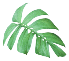 feuilles de monstera de la jungle tropicale, arbre à feuilles de fromage suisse isolé sur fond transparent fichier png