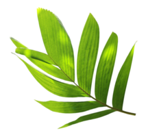 tropisk natur grön handflatan blad mönster png