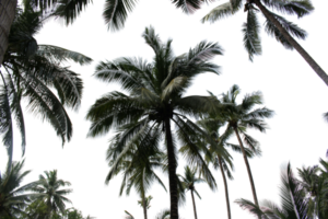 branch coconut palm tree leaves on transparent background png file