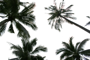 branch coconut palm tree leaves on transparent background png file