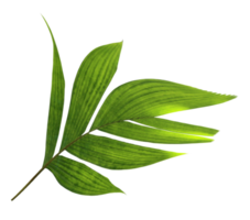 tropical nature green palm leaf on transparent backgound png file