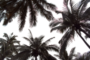 rama coco palmera hojas sobre fondo transparente archivo png