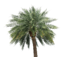 branch coconut palm tree leaves on transparent background png file