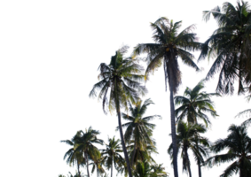 ramos de folhas de palmeira de coco em arquivo png de fundo transparente
