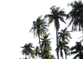 branch coconut palm tree leaves on transparent background png file