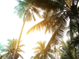 tropisk kokos handflatan löv träd för sommar bakgrund på transparent png fil