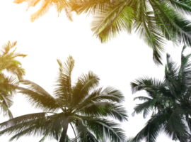 cocotier tropical feuilles arbre pour fond d'été sur fichier png transparent