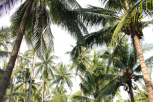 tropical coconut palm leaves tree for summer background on transparent png file