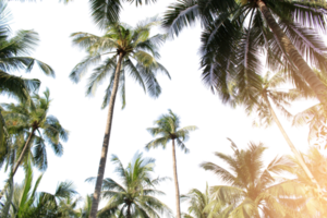 tropical coconut palm leaves tree for summer background on transparent png file