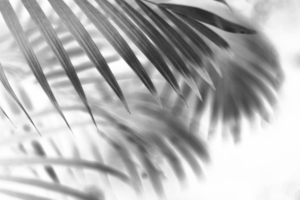 tropicale ramo nero palma foglia con ombra su trasparente sfondo png file