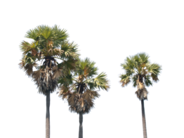 palma de palmeira asiática, palmeira de toddy, palma de açúcar, em arquivo png de fundo transparente
