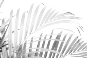 branche tropicale feuille de palmier noir avec ombre sur fond transparent fichier png